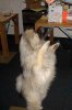 400px-Keeshond-Samurai-jumping-for-a-slice-of-cucumber-2439a.jpg