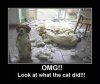Funny-dog-Look-what-the-cat-did.jpg