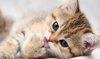 cute-kitten-kittens-16122946-1280-800.jpg