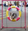 535px-Australian_Shepherd_agility_cropped.jpg