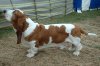 Basset-Hound 1.jpg