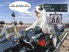 route66.jpg