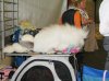 poodle1a.jpg