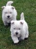 pups jet 12.jpg