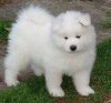 samoyed.jpg