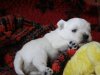 pups jet 03.jpg