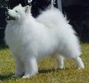 samoyed1.jpg