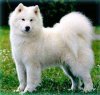 samoyed-0013.jpg