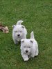 pups jet 05.jpg