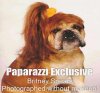 Britney-Spears-Bulldog-k9-celebrity-look-alike-humor-pic.jpg