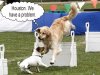 funny-dog-show-competing-animals-in-obstacle-course.jpg