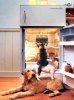 cat-and-dogs-raiding-fridge-animals-cooperating.jpg