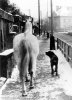 dog and horse.jpg