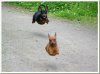 16-funny-animals-&.jpg