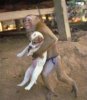 cute-funny-anima&#108.jpg