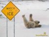 funny-polar-bear-.jpg