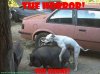 funny_animals_-_d.jpg