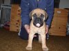 pup 006..jpg pup 006..jpg