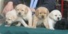 puppies-177..jpg