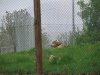 arcturos-boras1..jpg