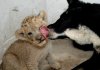 Tiger, lion cubs &.jpg