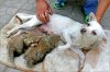 dog-nurses-red-p&#9.jpg