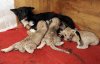 Dog-lion-cubs_144&#5.jpg