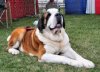 SaintBernard3WDW_&#6.jpg