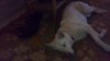 14112011433..jpg 14112011433..jpg
