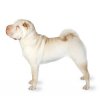 52_chinese-shar-pei.jpg