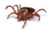 MEN-JJ10-tick-closeup.jpg
