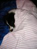 Lupo-sleep.jpg