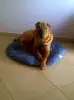 SHAR PEI.jpg