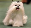 maltese-dogs9.jpg