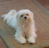 1288274707_132783952_2-Pictures-of--Lost-Dog-small-white-maltese-1288274707.jpg