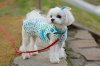 maltese-litter.jpg maltese-litter.jpg