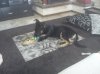 DSC00132.jpg