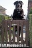 funny-dog-pictures-am-doorbell.jpg