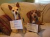 dog shaming1.jpg