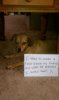 dog shaming2.jpg