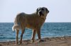 DSC_0351.jpg
