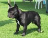 FRENCH BULLDOG006.jpg