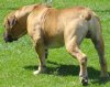 boerboel-male013.jpg