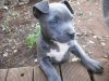 zali_the_lil_amstaff_by_me_and_elsie.jpg