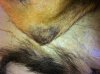 DEMODICOSIS 017.jpg DEMODICOSIS 017.jpg