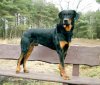 beauceron.jpg.jpg