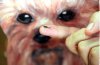 dog_microchip.jpg