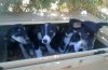 pups.JPG pups.JPG