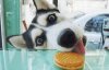 husky-biscuit.jpg