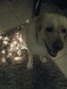 Xmas Lovey 2012.jpg